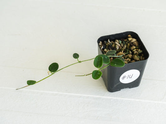 Hoya serpens | 2-Inch
