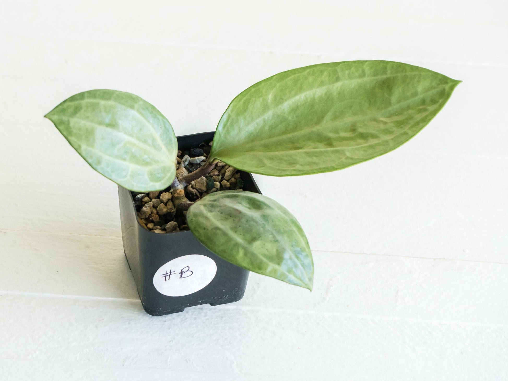 Hoya latifolia (Silver) | 2-Inch