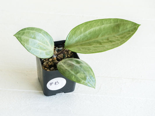 Hoya latifolia (Silver) | 2-Inch