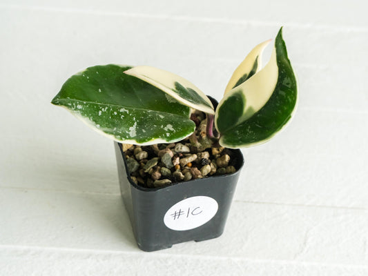 Hoya carnosa 'Tricolor' KRIMSON QUEEN (Splash) | 2-Inch