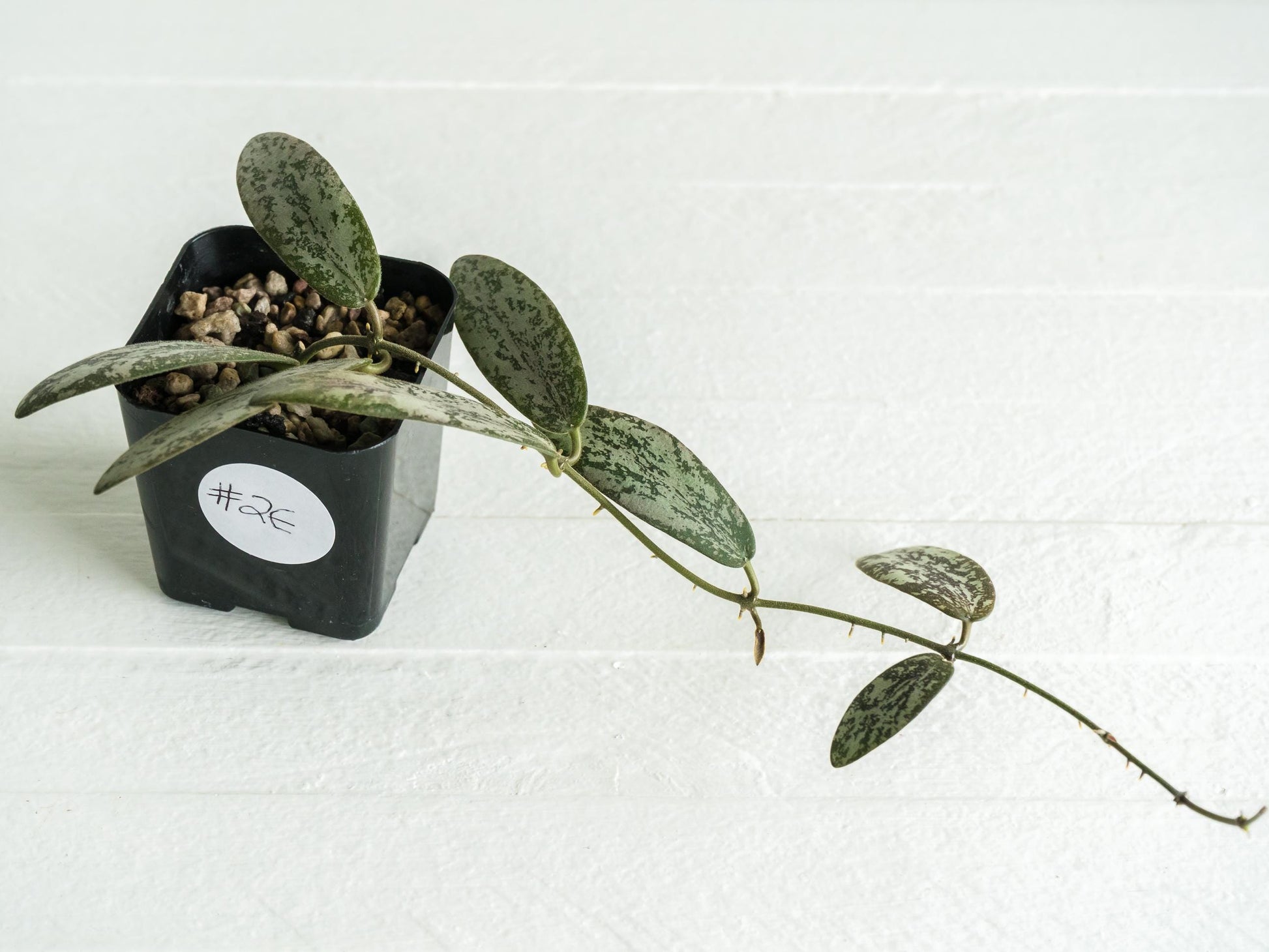 Hoya sigillatis 'Round Leaf' aka sigillatis (Silver) AH001 | 2-Inch