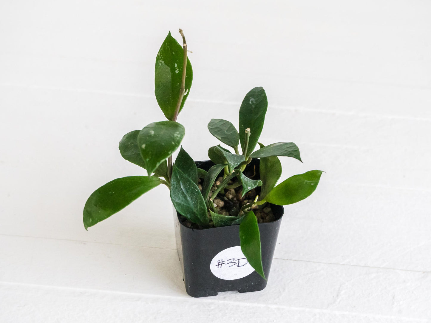 Hoya 'Rebecca' | 2-Inch
