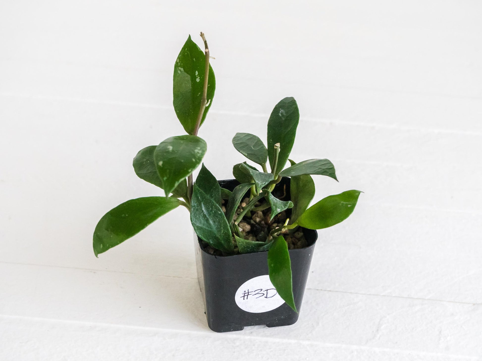 Hoya 'Rebecca' | 2-Inch