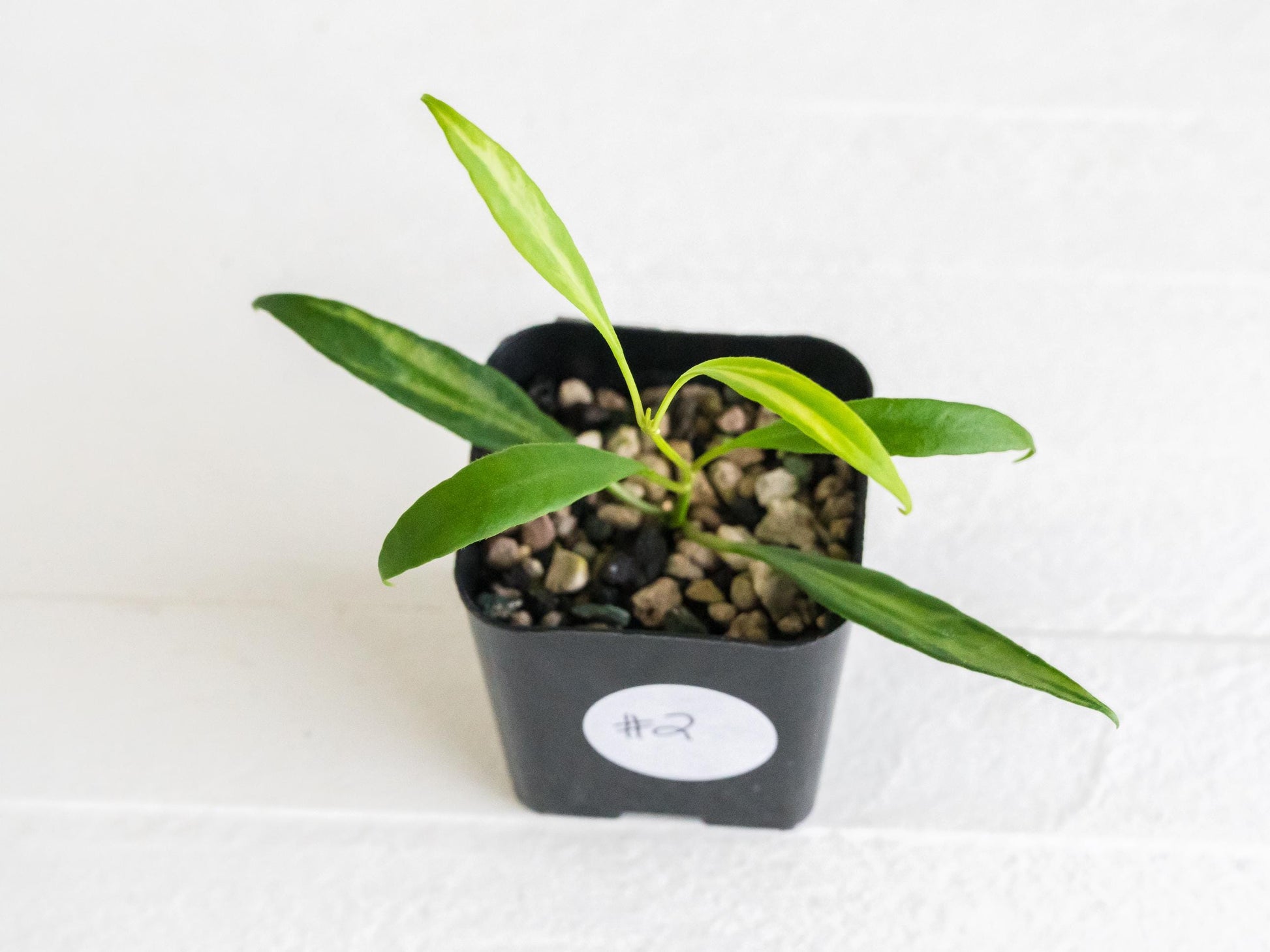 Hoya tsangii (Inner Variegated) | 2-Inch