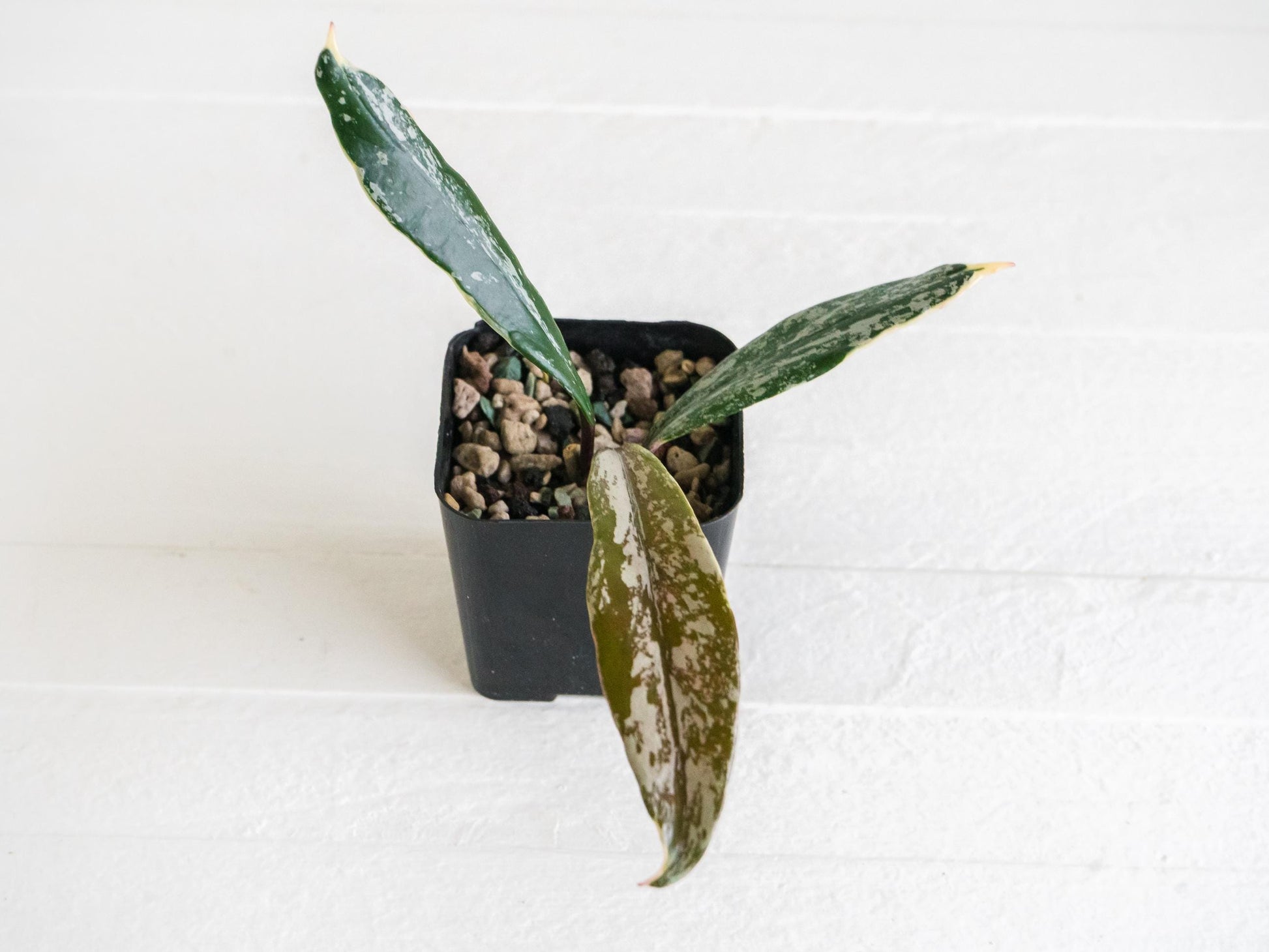 Hoya pubicalyx (Albo, Splash) | 2-Inch