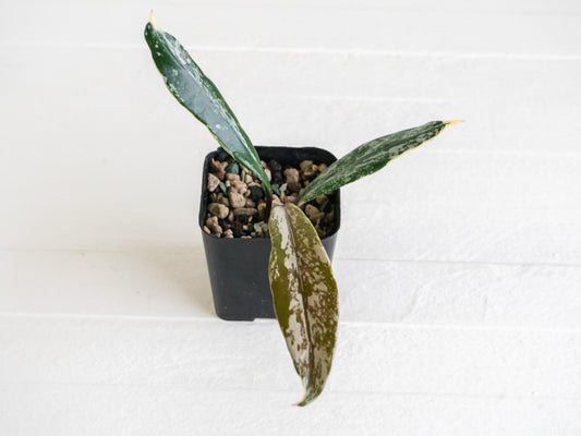 Hoya pubicalyx (Albo, Splash) | 2-Inch