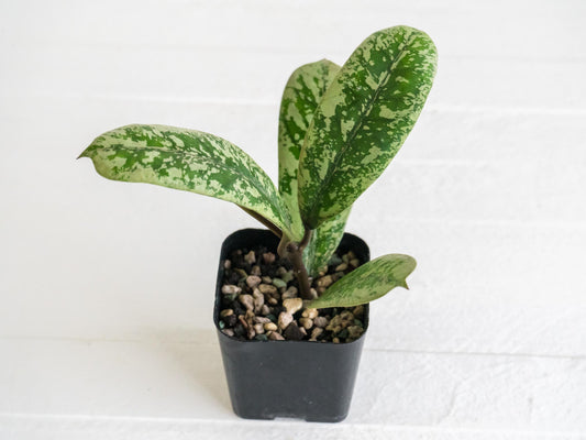 Hoya 'Lorelai' | 2-Inch