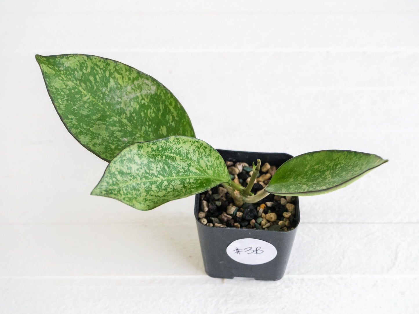 Hoya icensis (Splash) fka Patcharawalai (023) | 2-Inch