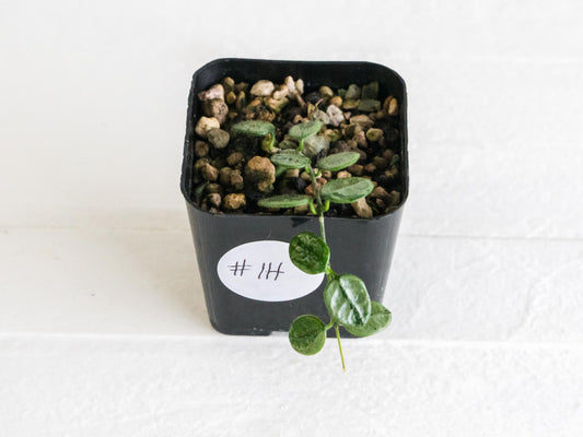 Hoya serpens (Silver) | 2-Inch