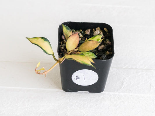 Hoya lacunosa 'Souma' | 2-Inch