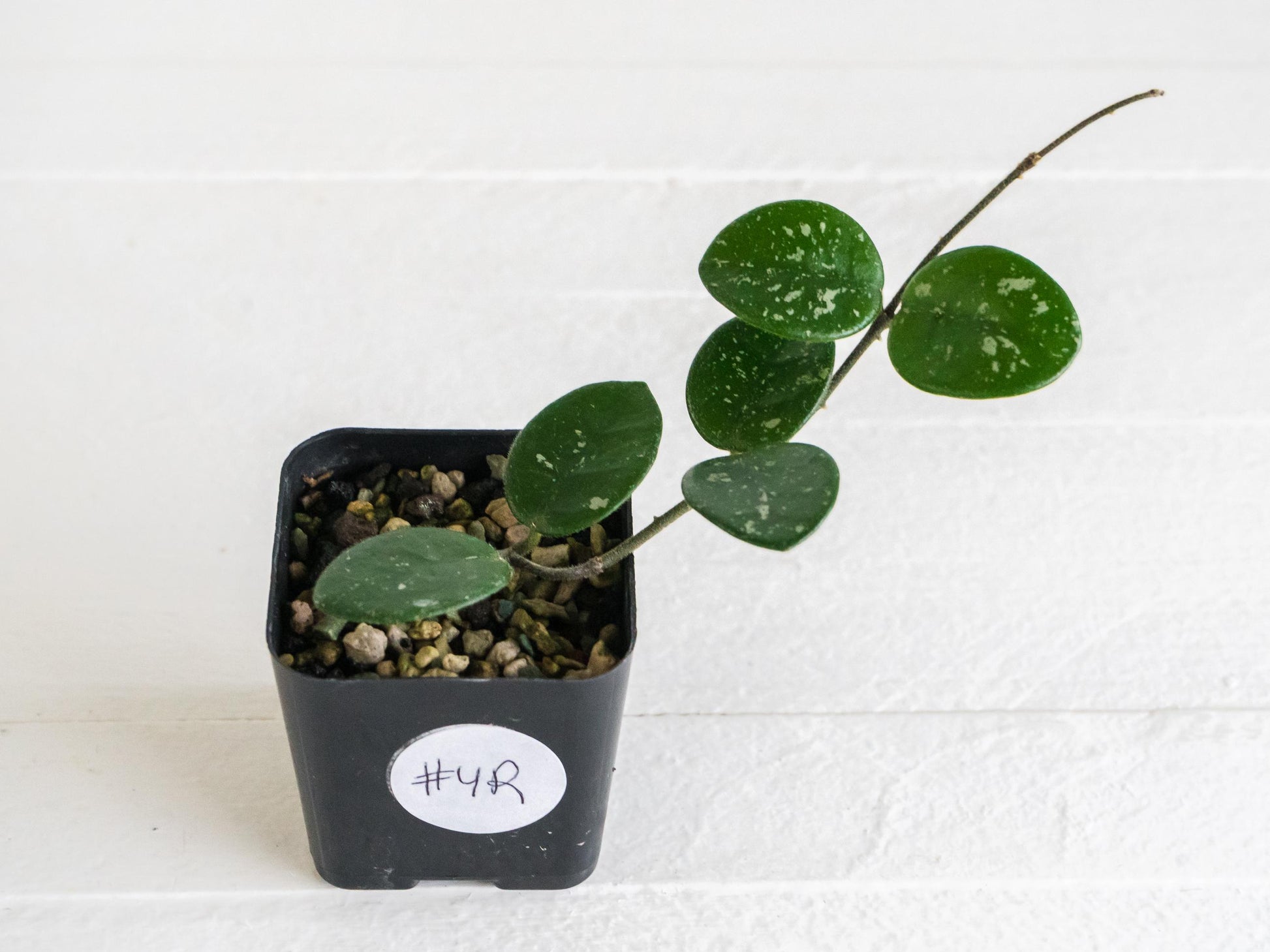 Hoya 'Mathilde' | 2-Inch