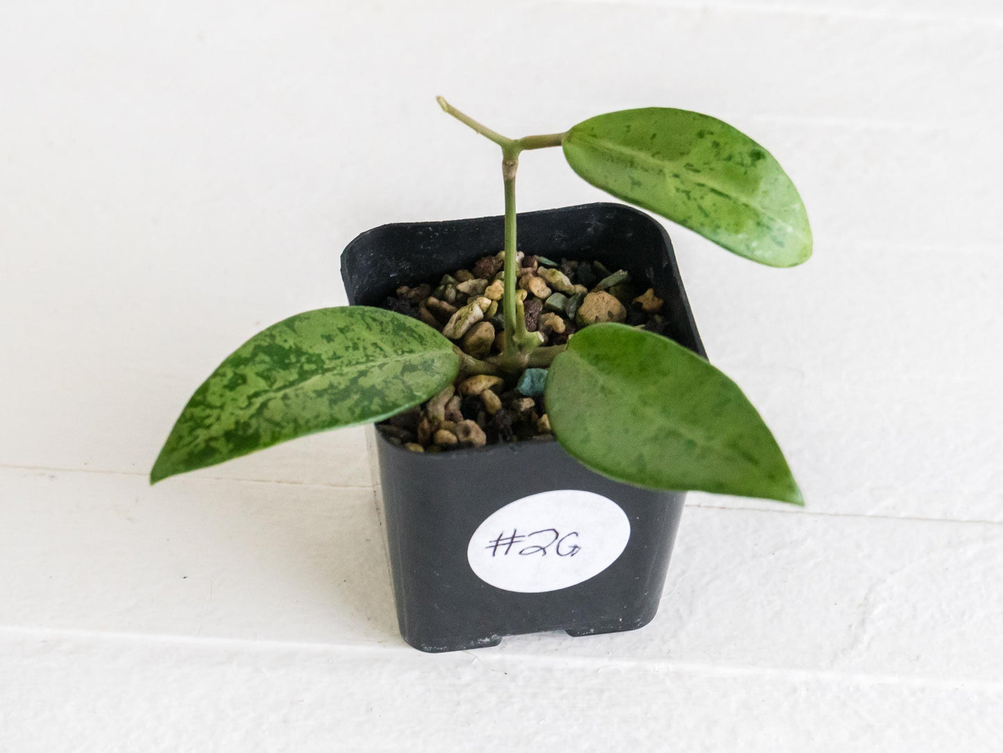 Hoya 'Rime' (Splash) | 2-Inch