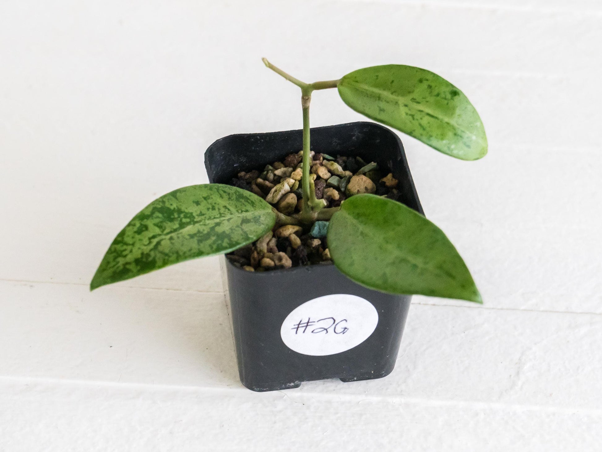 Hoya 'Rime' (Splash) | 2-Inch