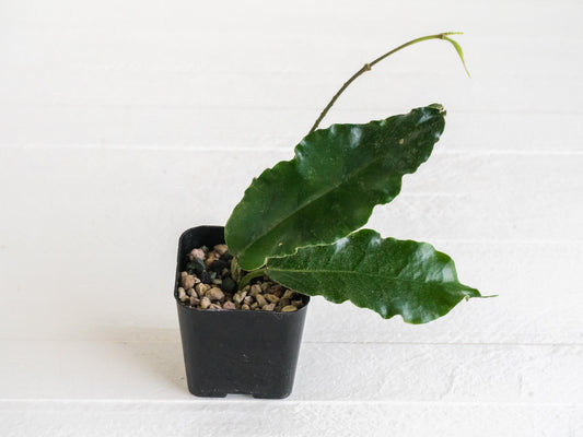 Hoya versteegii | 2-Inch