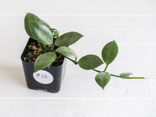 Hoya lacunosa 'Silver Mint Coin' | 2-Inch