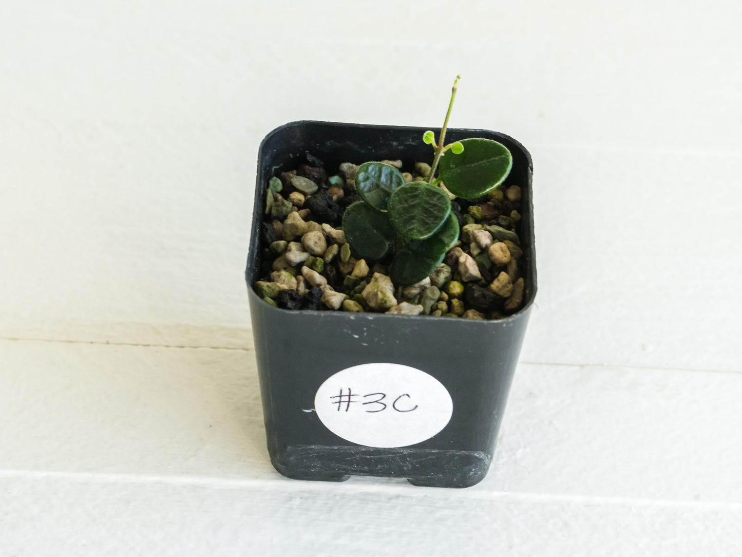 Hoya tengchongensis | 2-Inch