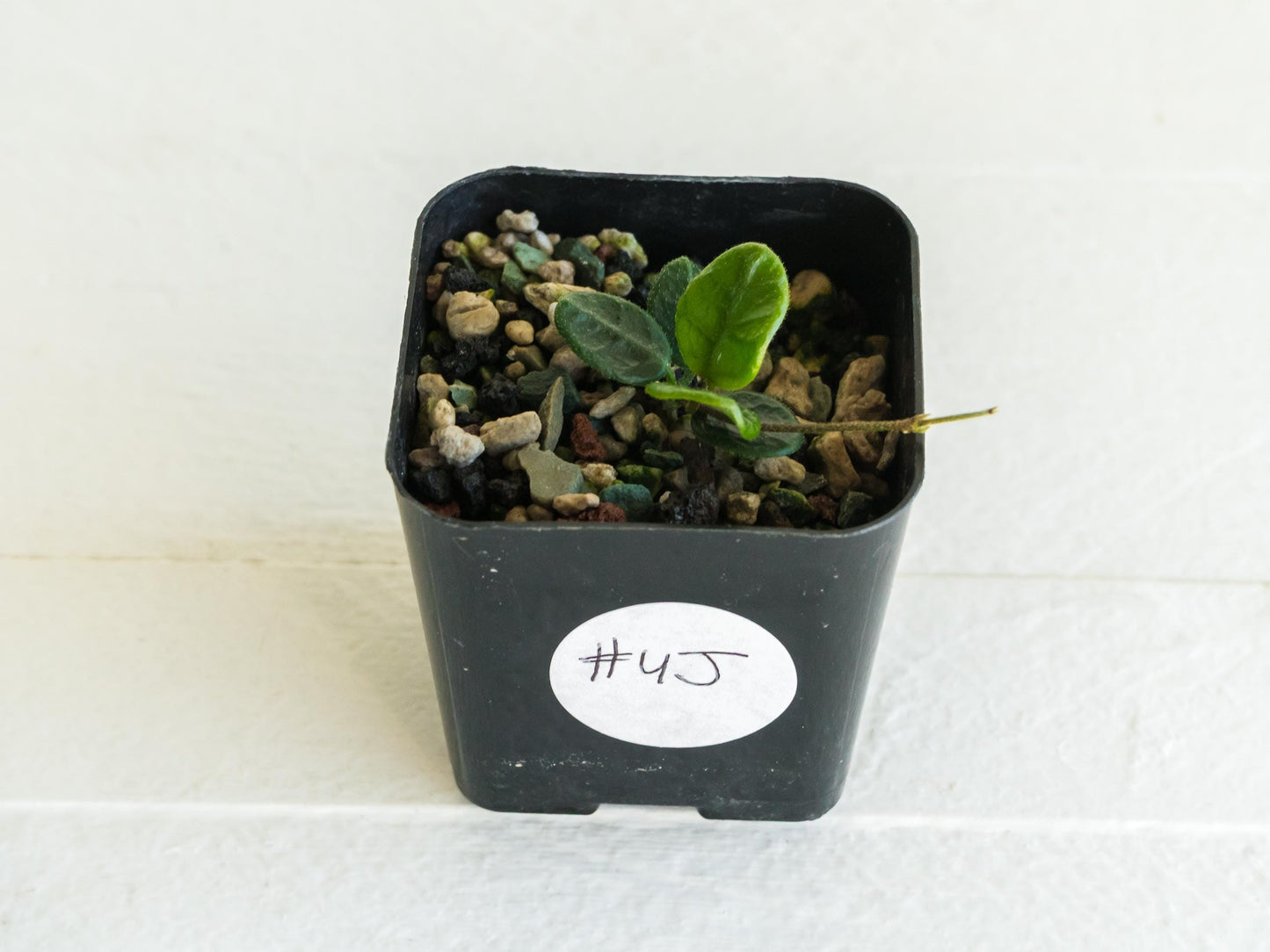 Hoya tengchongensis | 2-Inch