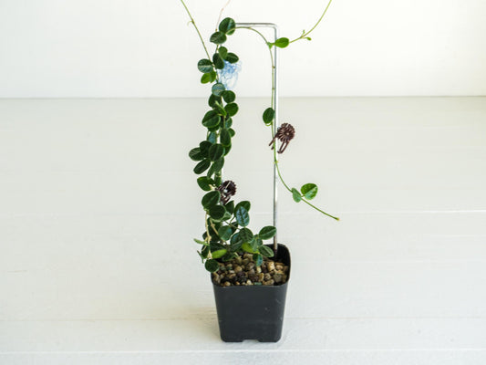 Hoya tengchongensis | Large 2-Inch