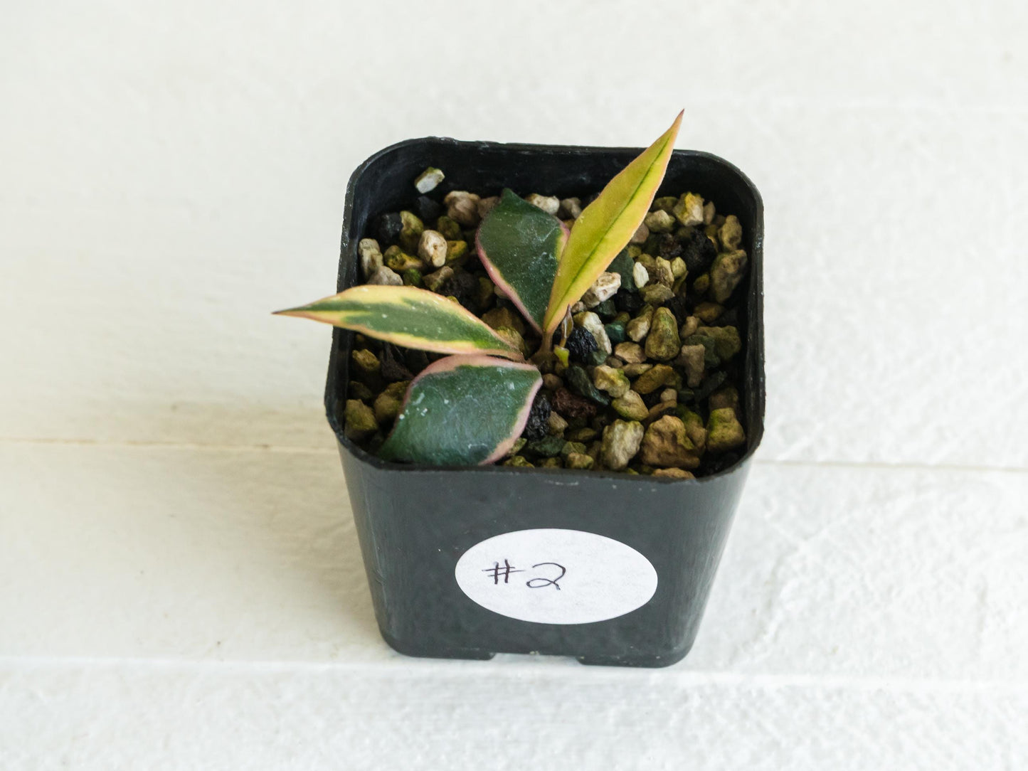 Hoya bakoensis (Outer Variegated - Albo) | 2-Inch