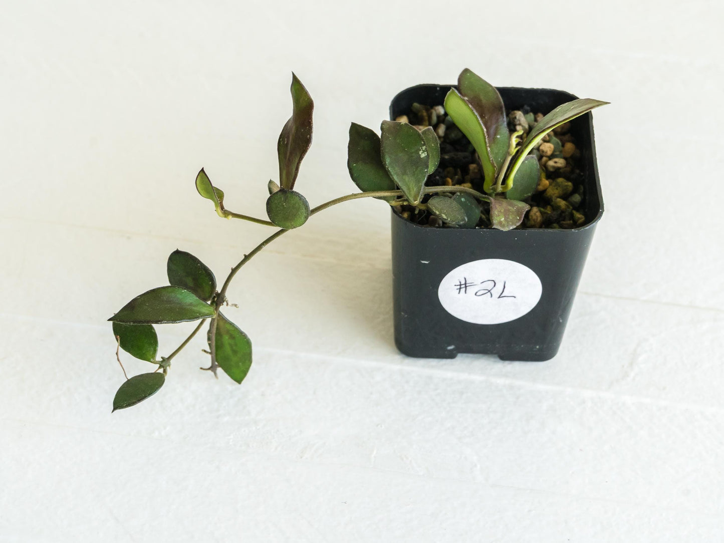 Hoya borneo (Small Leaf) | 2-Inch
