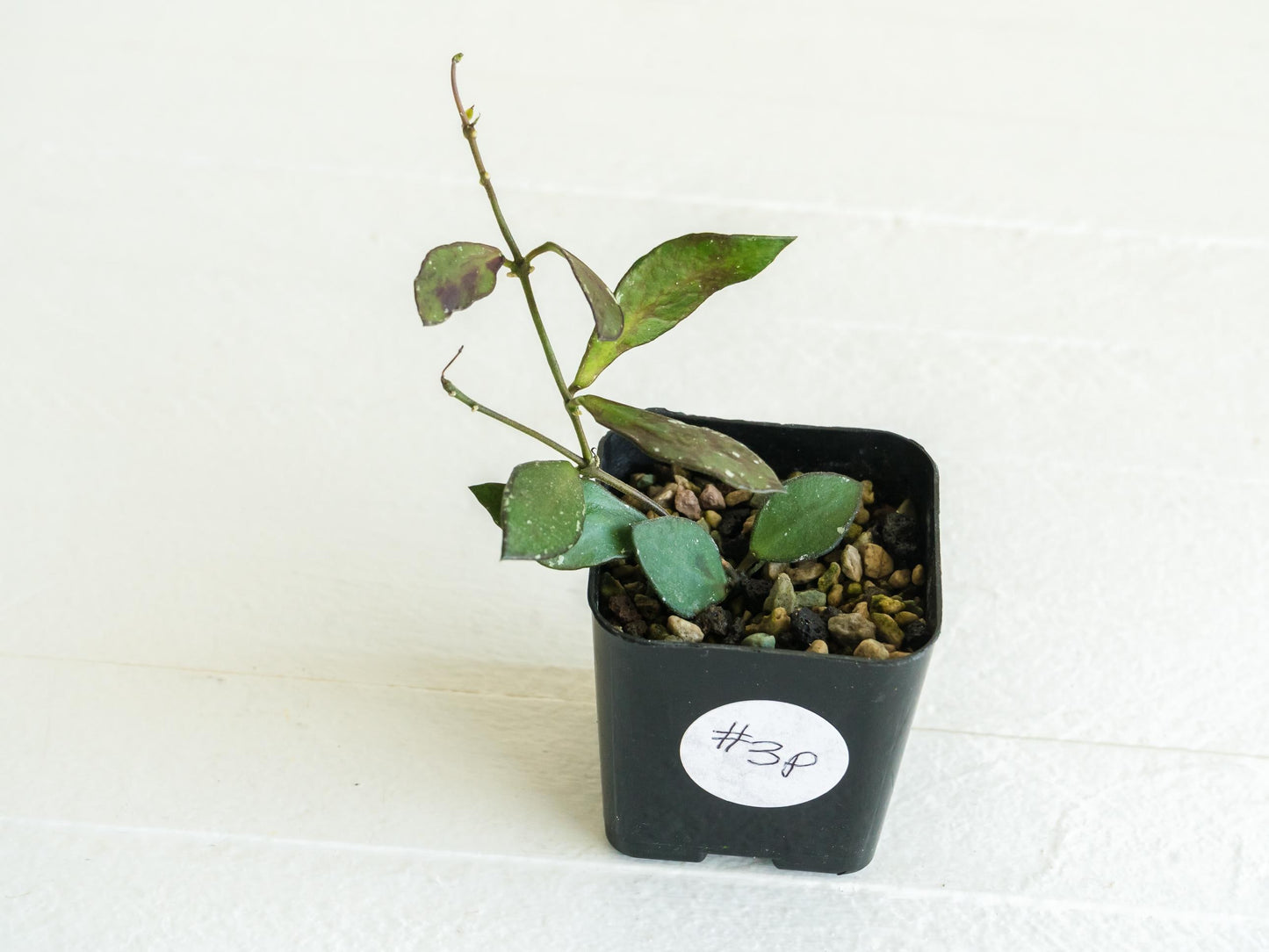 Hoya borneo (Small Leaf) | 2-Inch