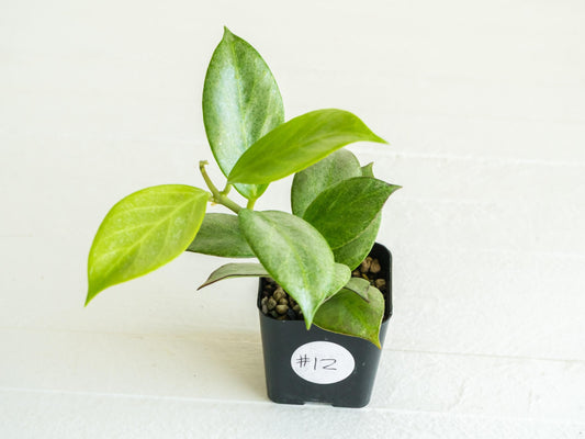 Hoya obscura (Silver) | 2-Inch