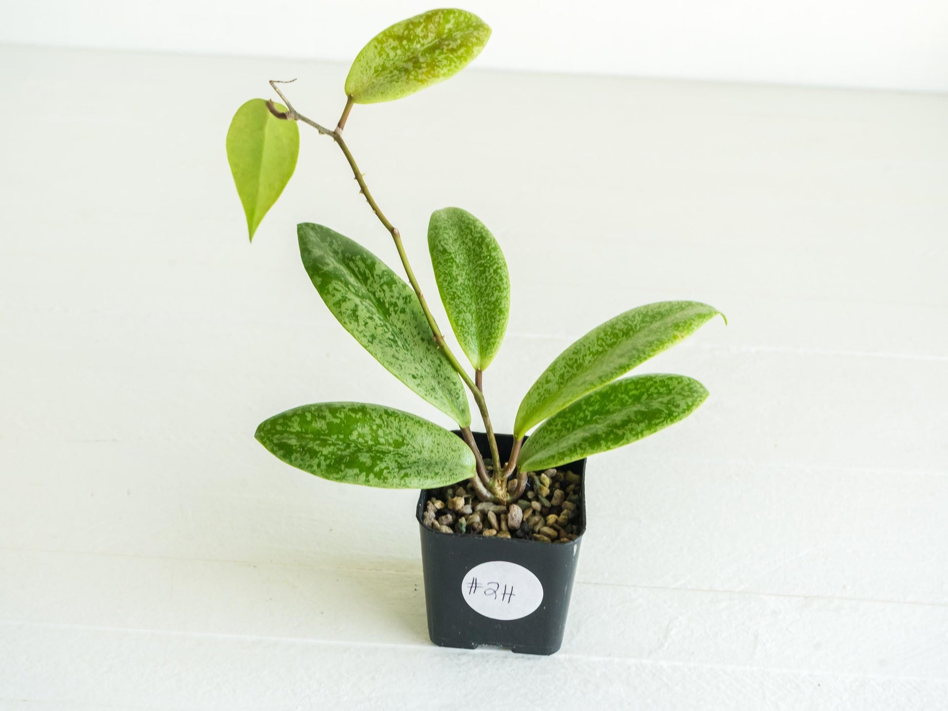 Hoya 'Jita Silver' | 2-Inch