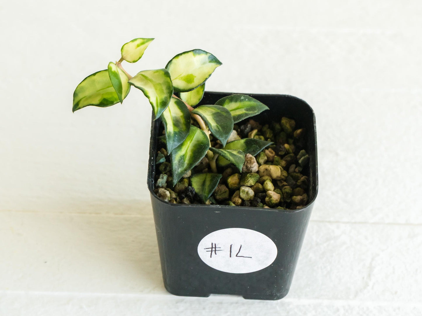 Hoya lacunosa 'Tricolor Bruno' | 2-Inch