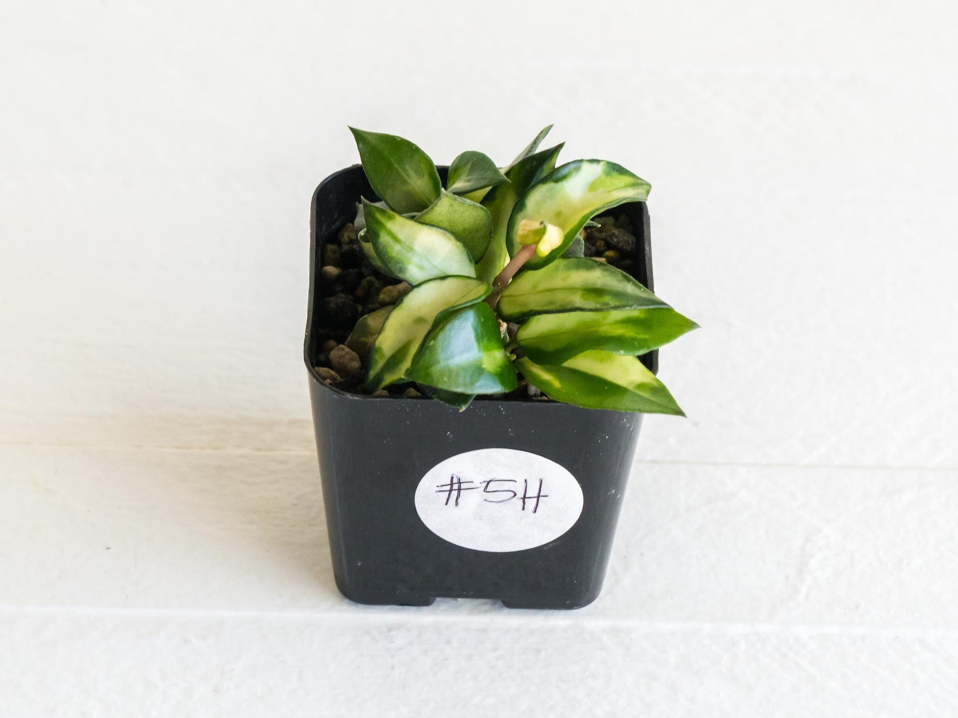 Hoya lacunosa 'Tricolor Bruno' | 2-Inch