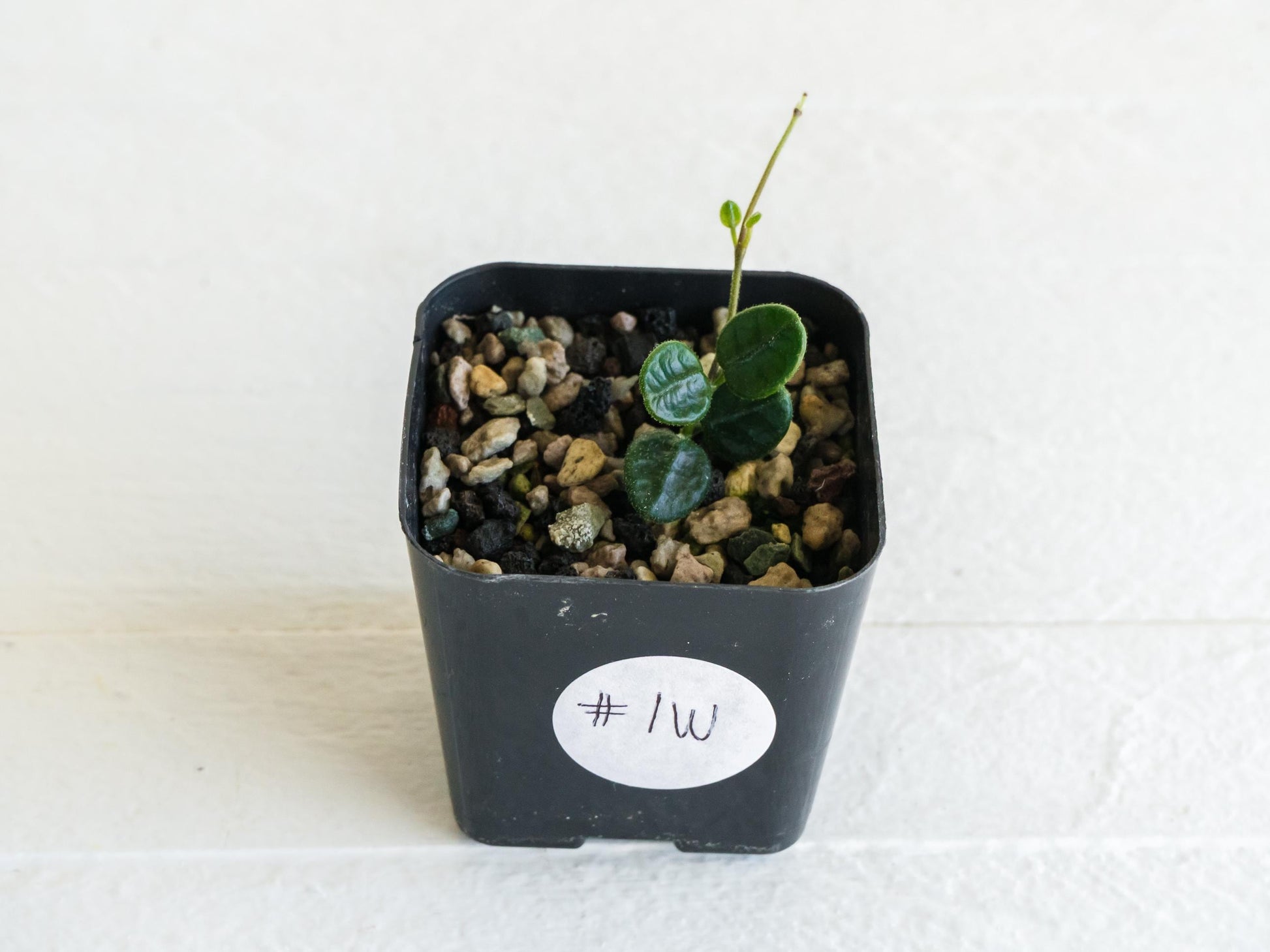 Hoya tengchongensis | 2-Inch