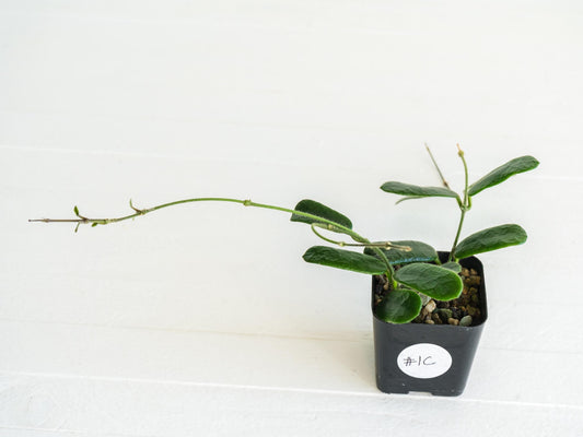 Hoya rotundiflora | 2-Inch