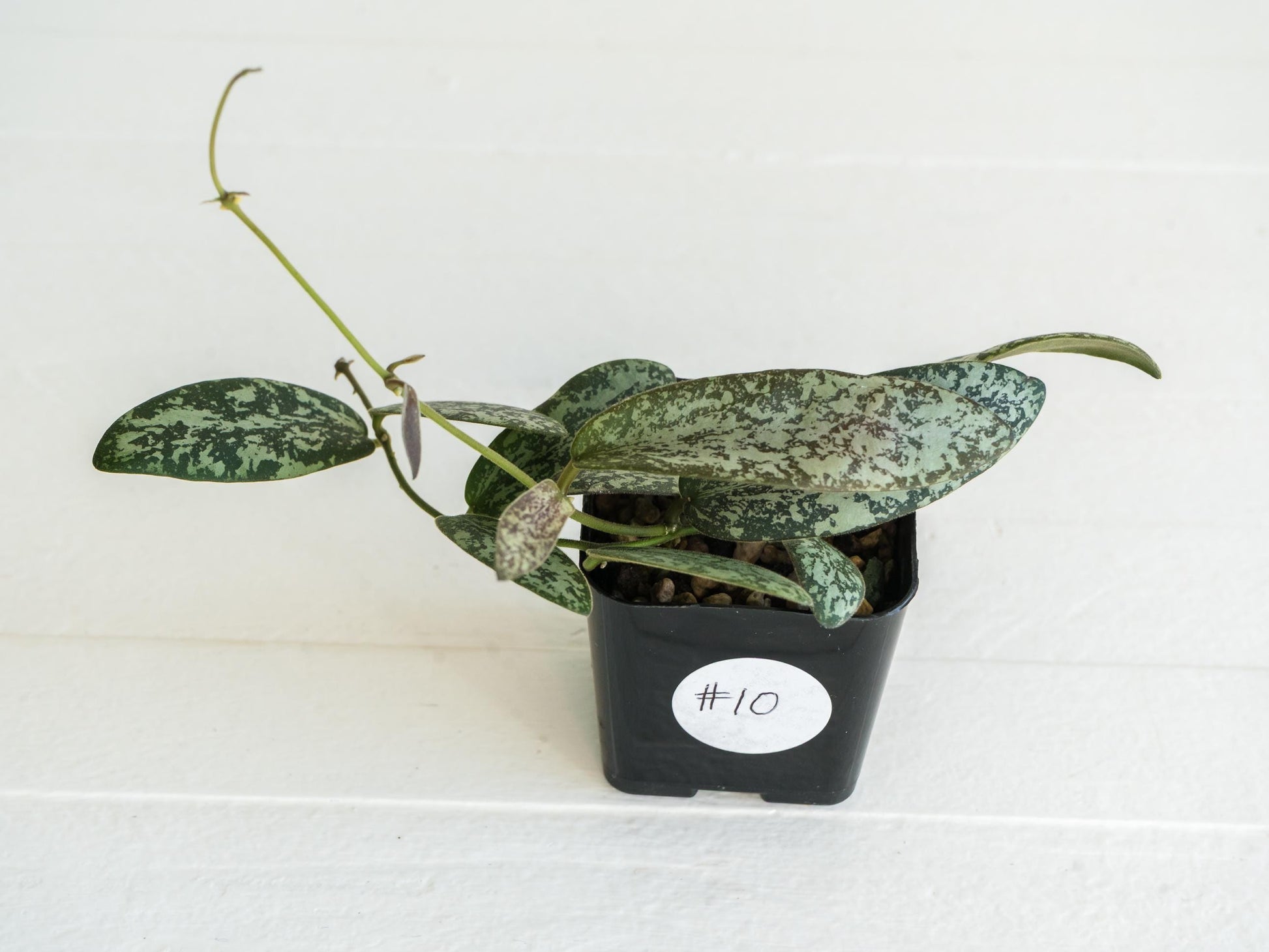 Hoya sigillatis 'Round Leaf' aka sigillatis (Silver) AH001 | 2-Inch