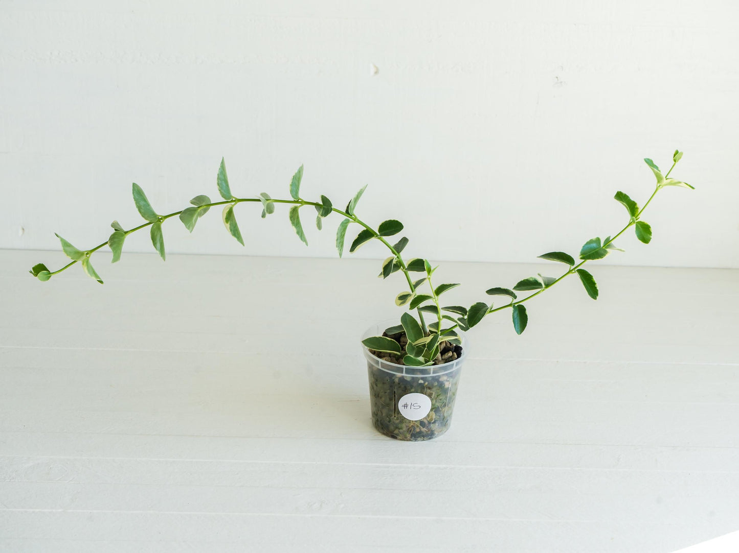 Hoya cumingiana (Albo | Outer Variegated) | 3-Inch