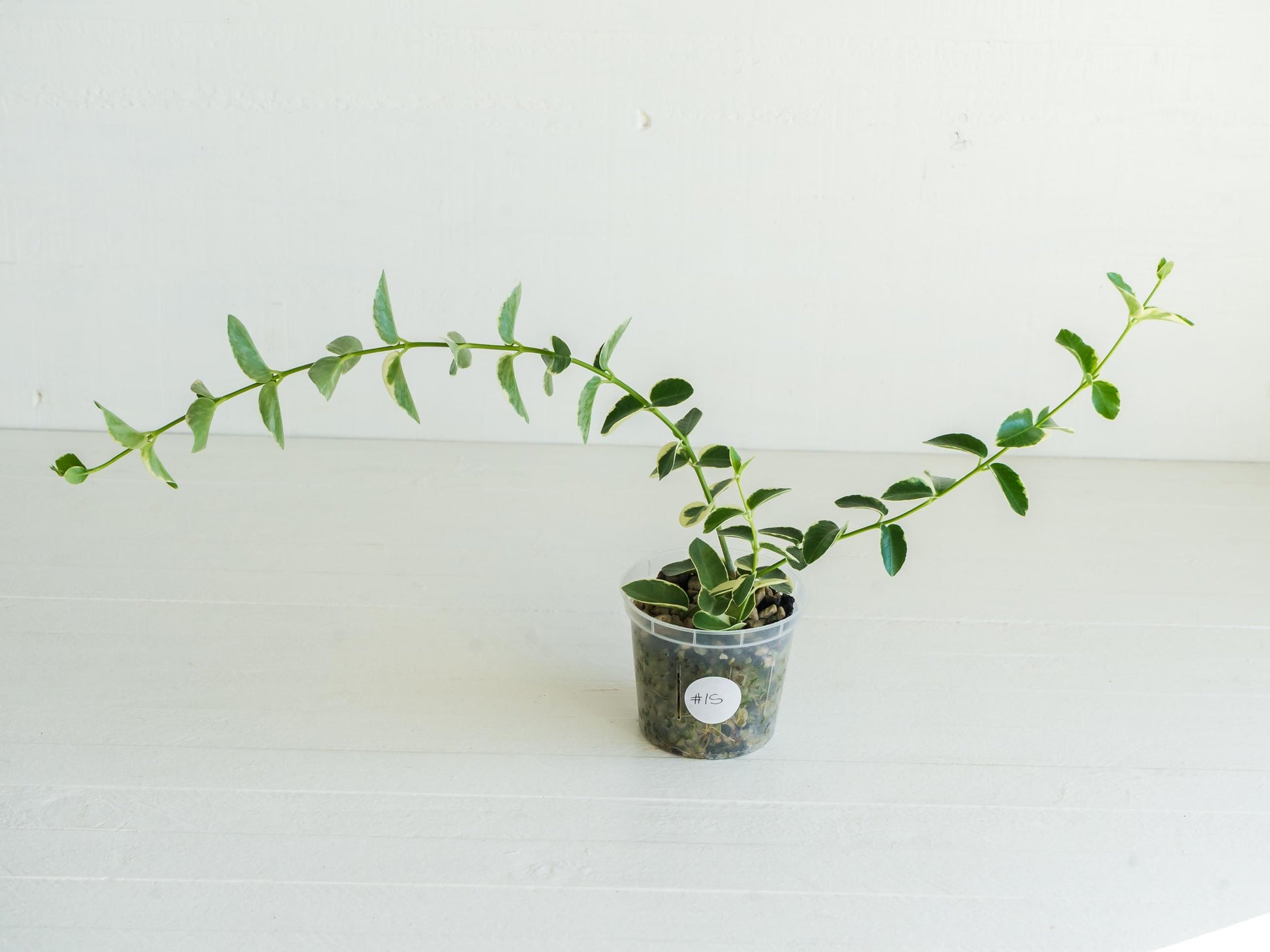 Hoya cumingiana (Albo | Outer Variegated) | 3-Inch