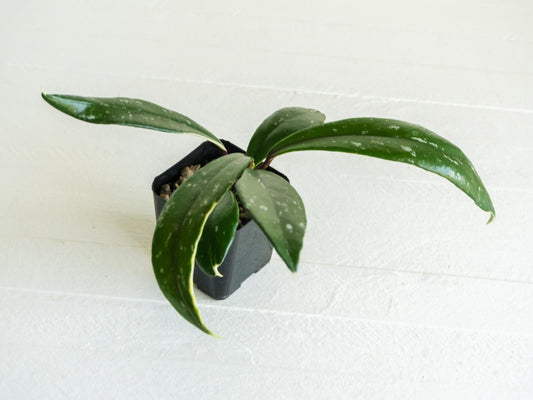Hoya pubicalyx (Albo, Splash) | 2-Inch