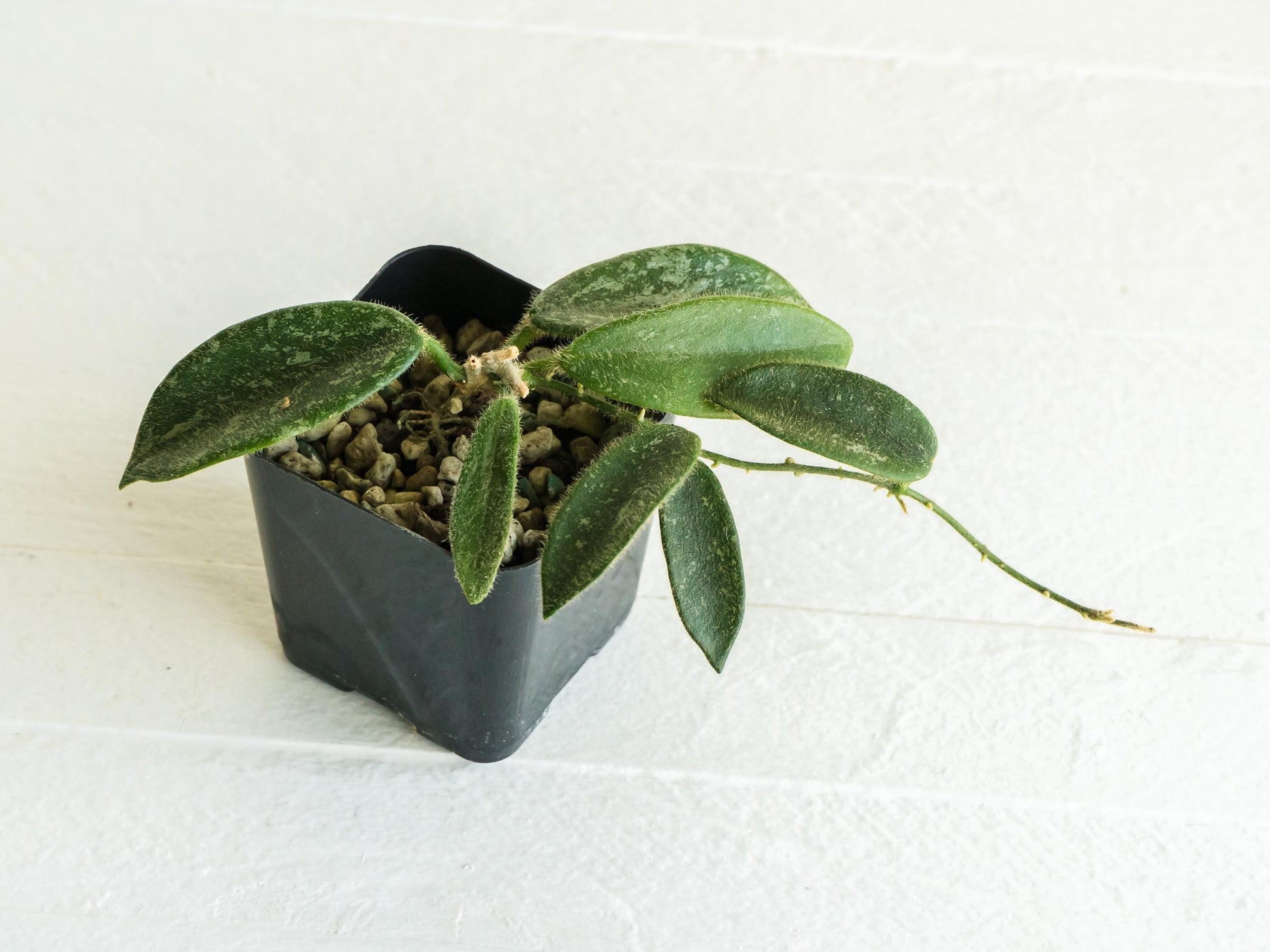 Hoya thomsonii (Splash with Pink Flowers) | 2-Inch