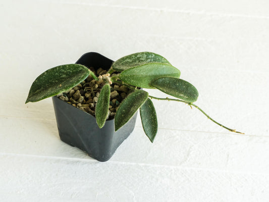 Hoya thomsonii (Splash with Pink Flowers) | 2-Inch