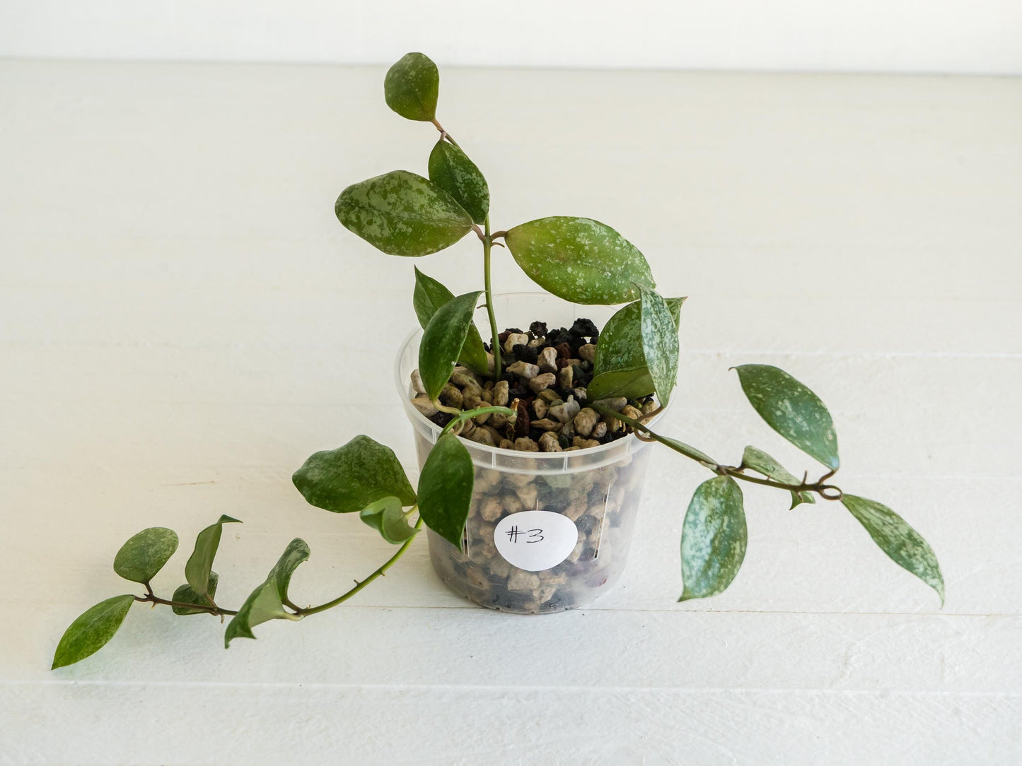 Hoya walliniana (Splash) | 3-Inch