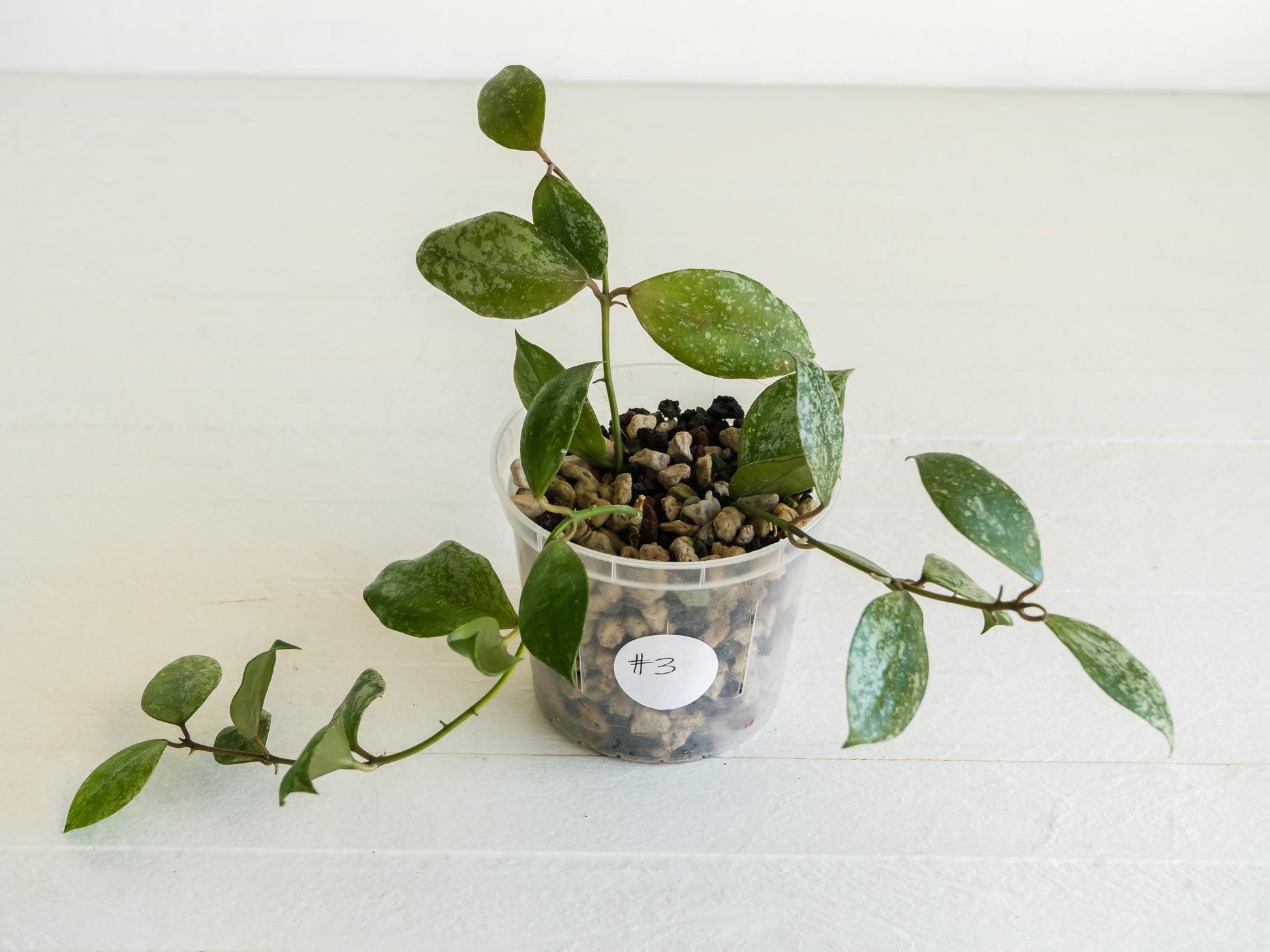 Hoya walliniana (Splash) | 3-Inch