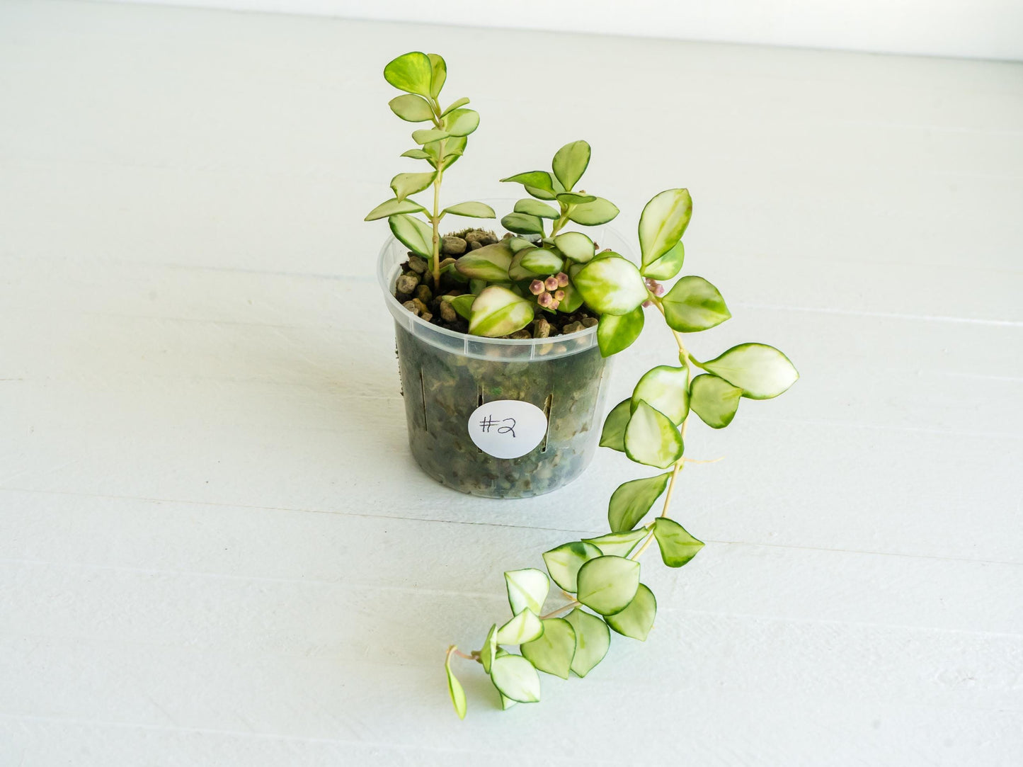 Hoya heuschkeliana (Inner Variegated) | 3-Inch