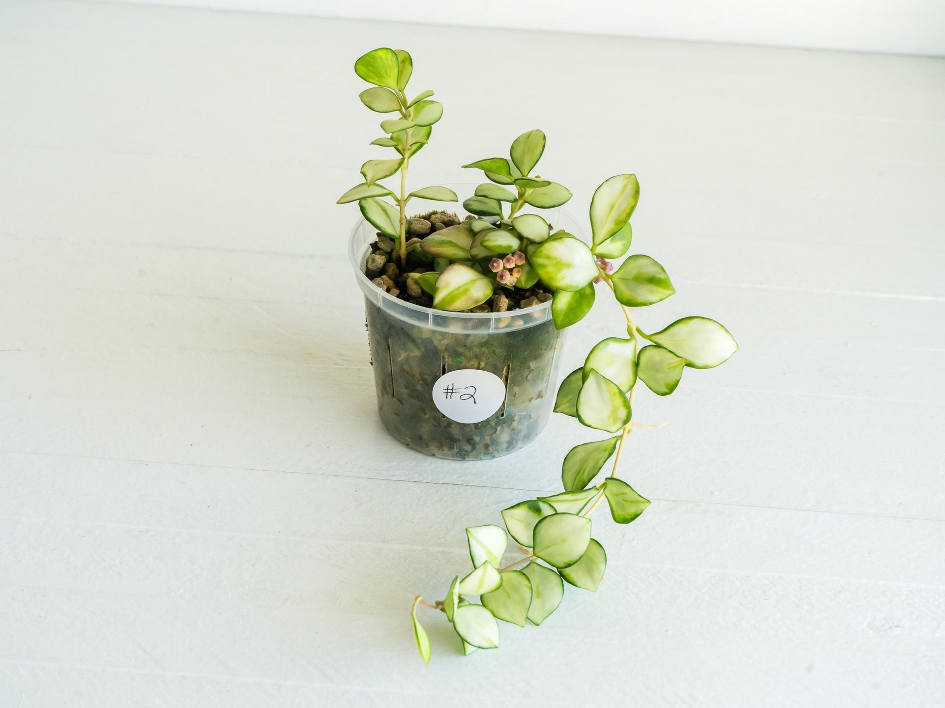 Hoya heuschkeliana (Inner Variegated) | 3-Inch