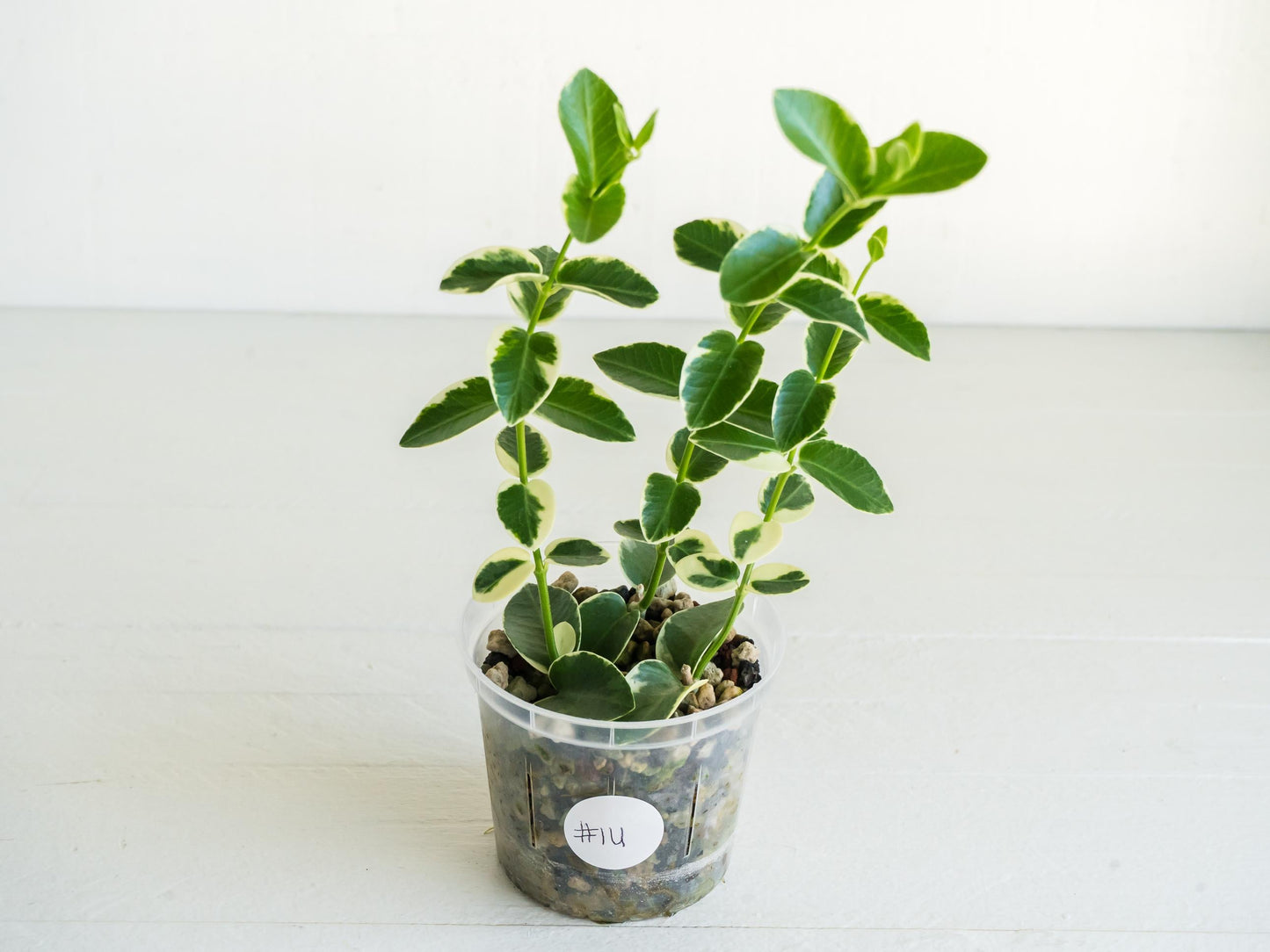 Hoya cumingiana (Albo | Outer Variegated) | 3-Inch