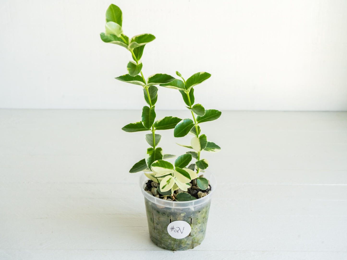 Hoya cumingiana (Albo | Outer Variegated) | 3-Inch