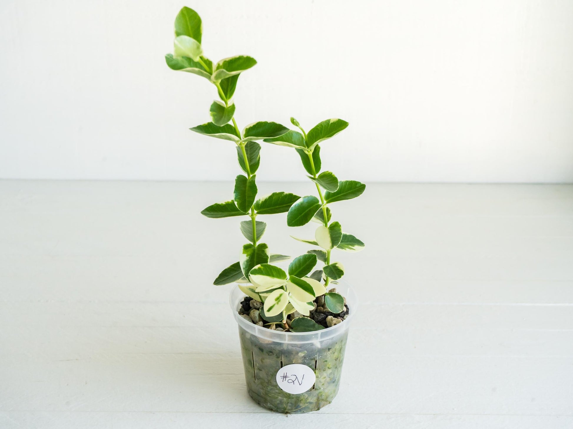 Hoya cumingiana (Albo | Outer Variegated) | 3-Inch