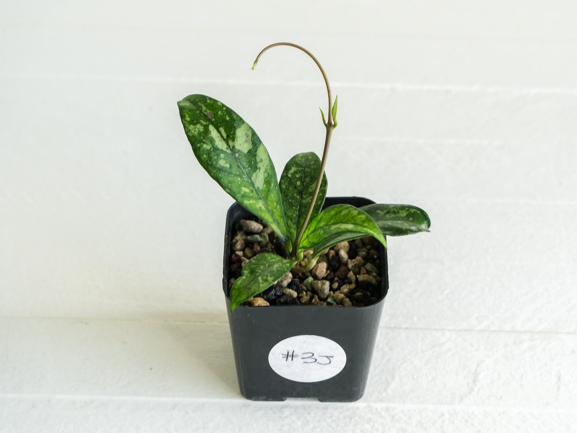 Hoya crassipetiolata (Splash) | 2-Inch