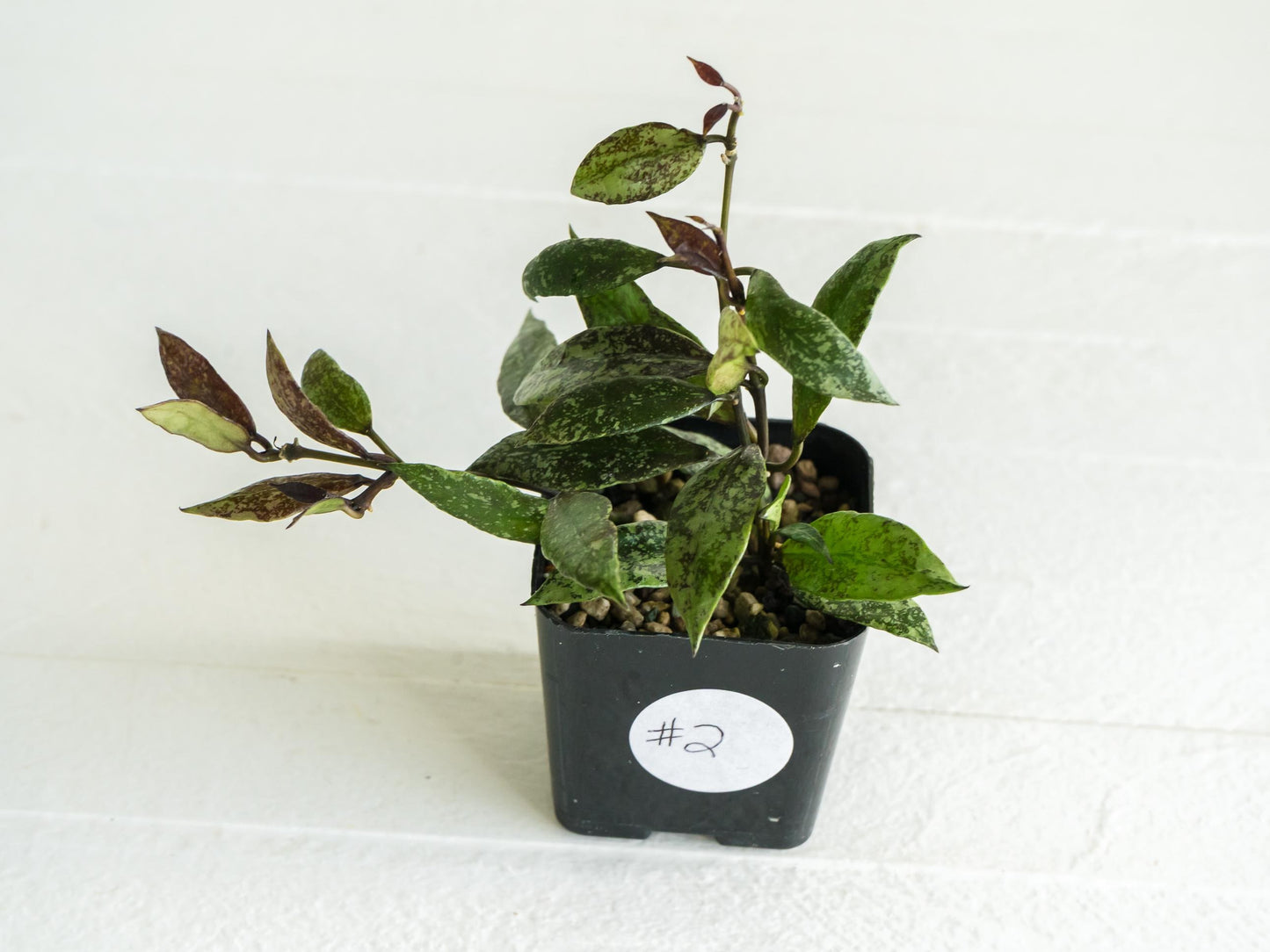 Hoya lacunosa ‘Royal Flush’ | 2-Inch