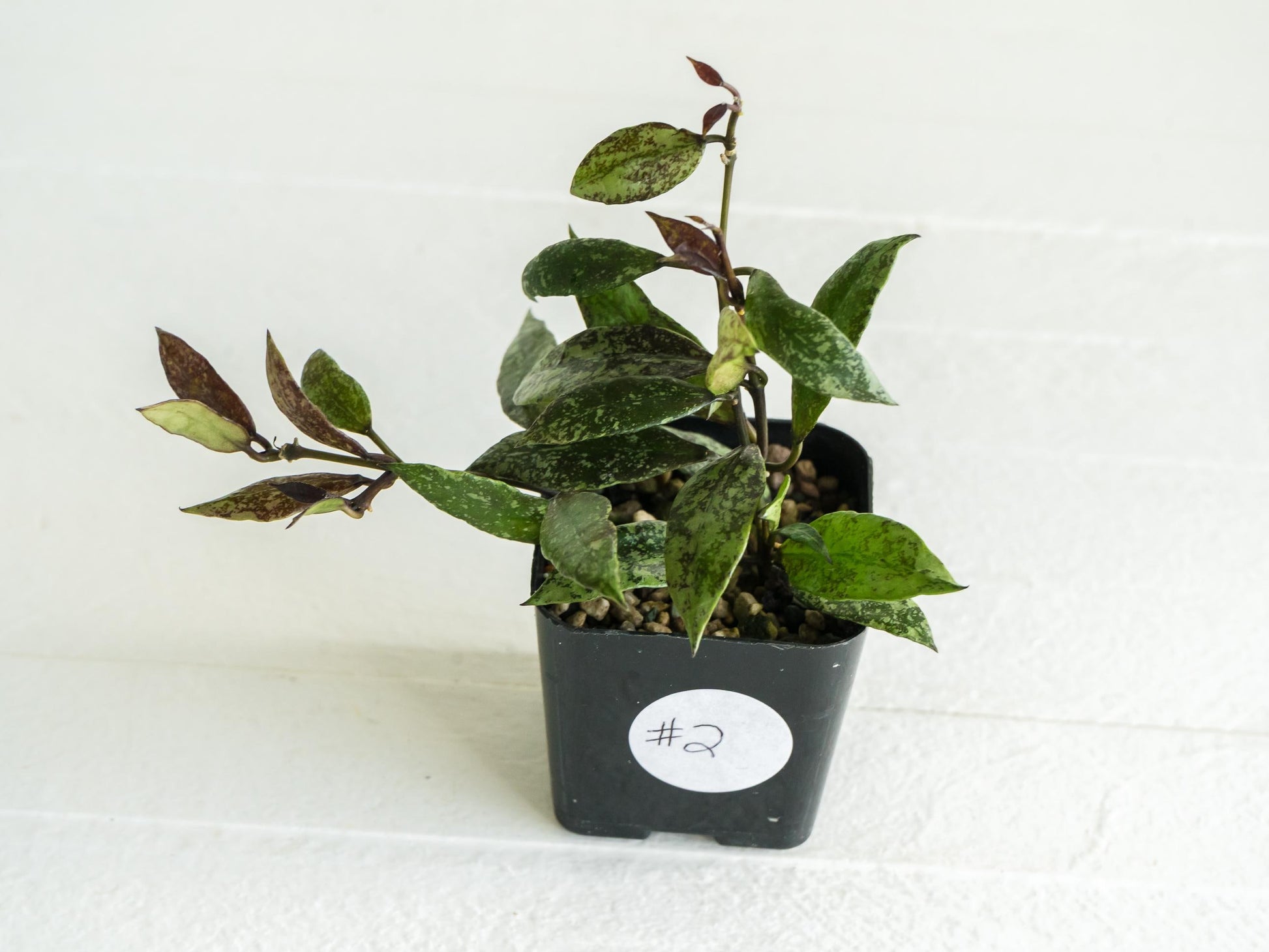 Hoya lacunosa ‘Royal Flush’ | 2-Inch