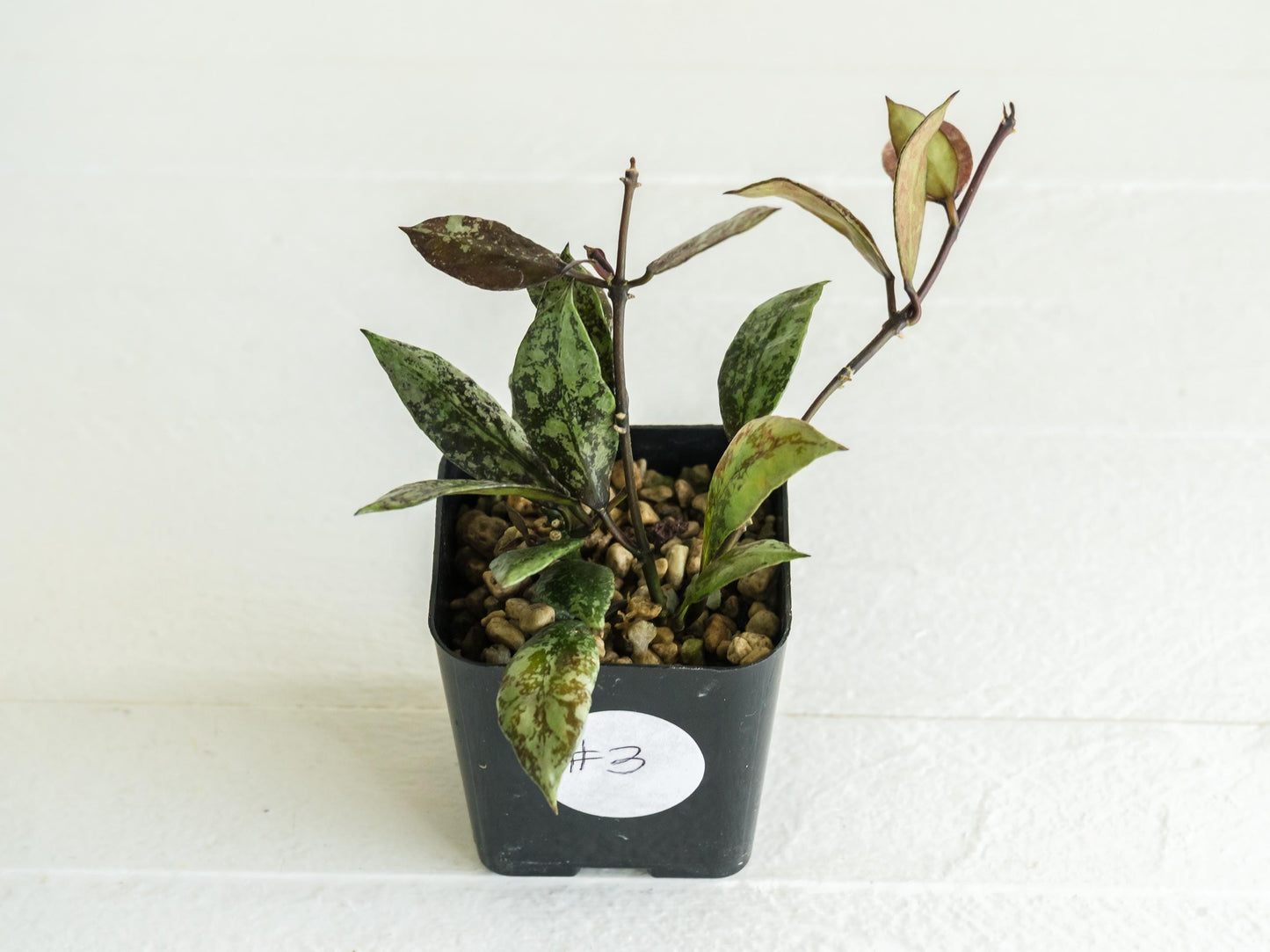 Hoya lacunosa ‘Royal Flush’ | 2-Inch