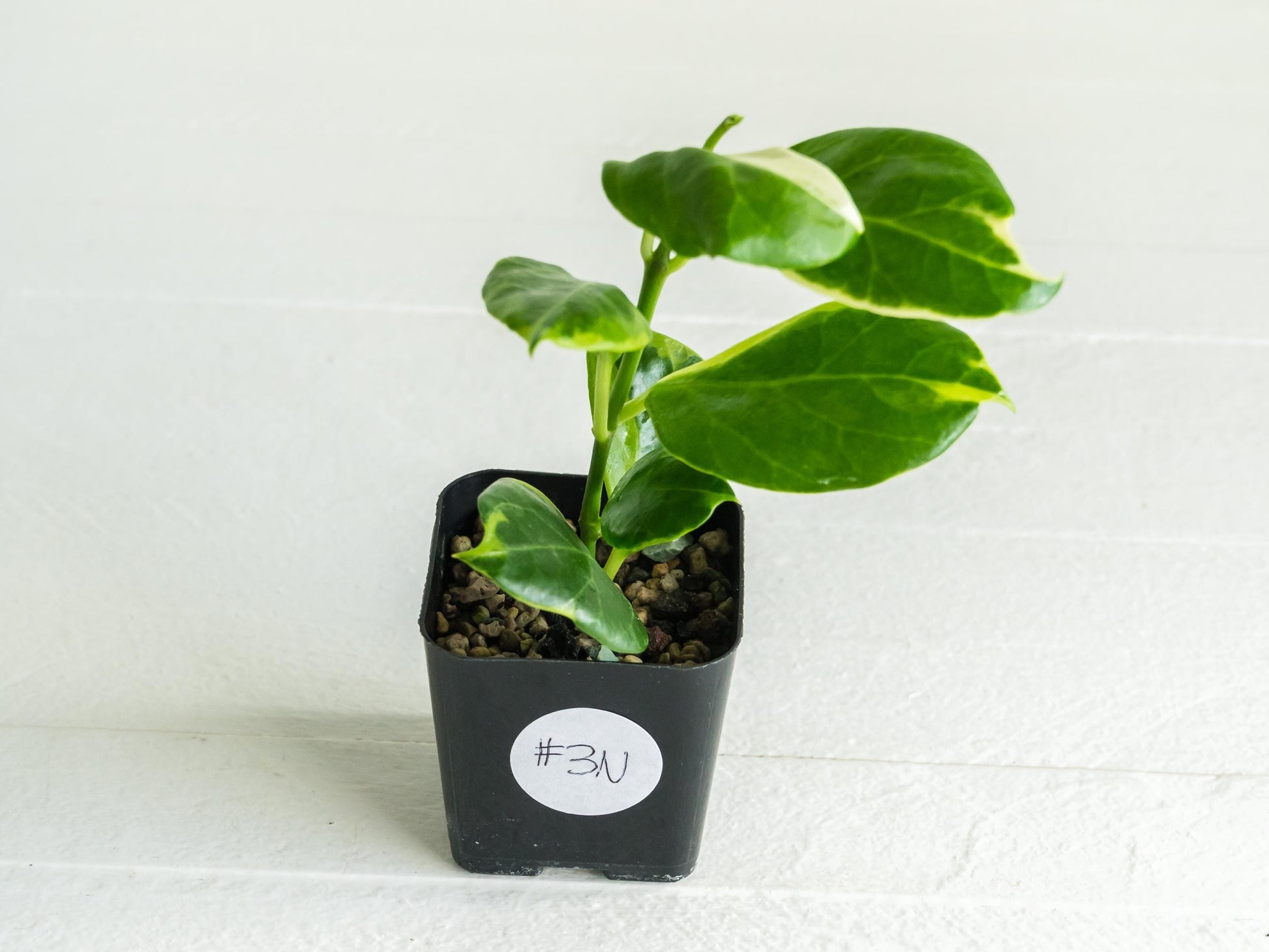 Hoya obscura (Albo | Outer Variegated) | 2-Inch
