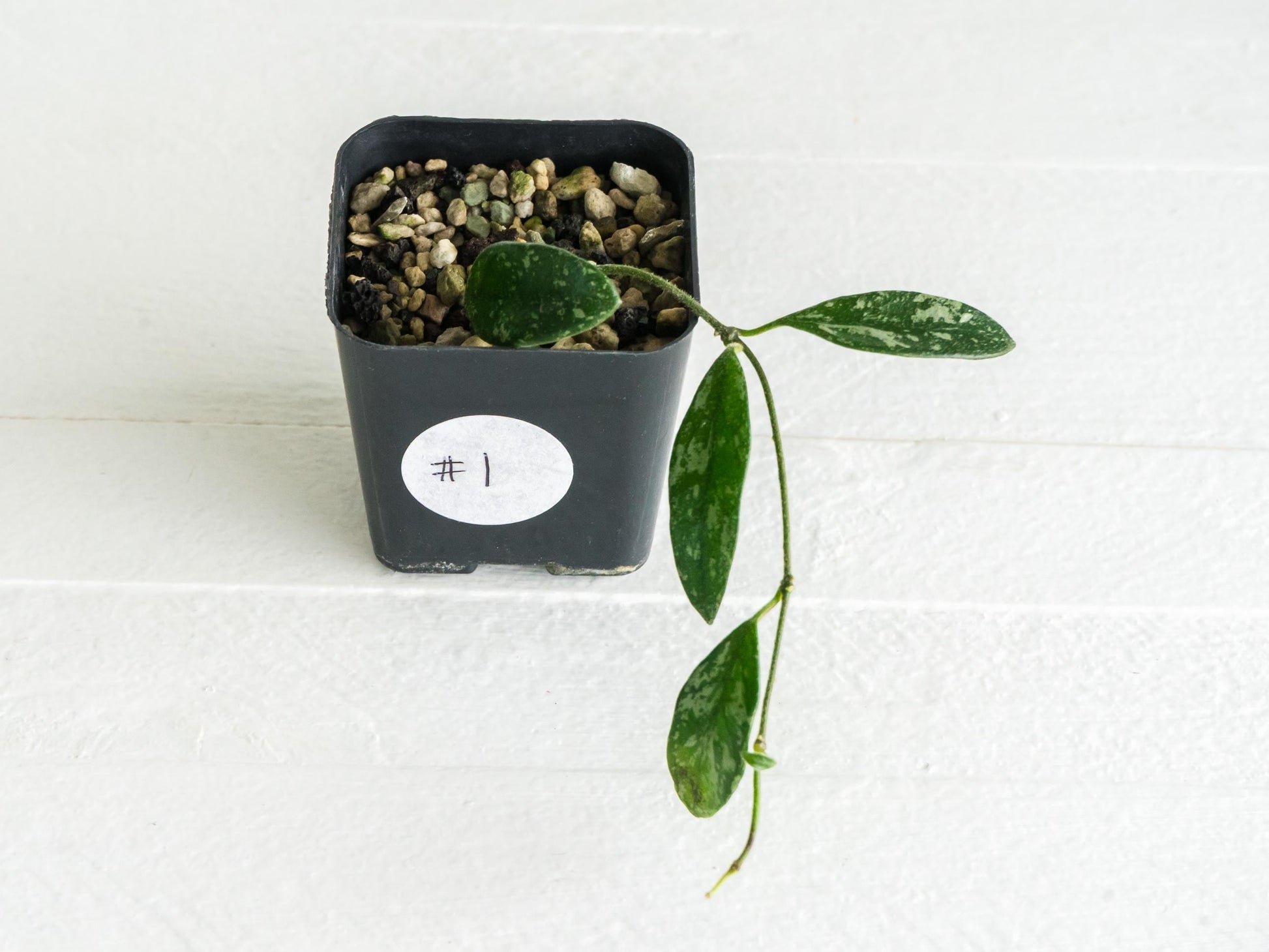 Hoya lima (Splash) | 2-Inch